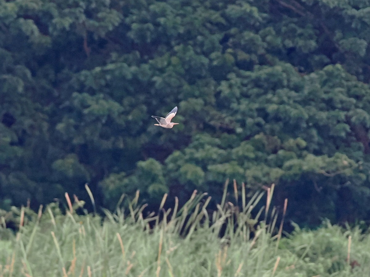 Yellow Bittern - ML622800017