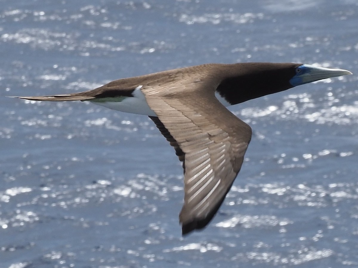 Brown Booby - Frank Welten