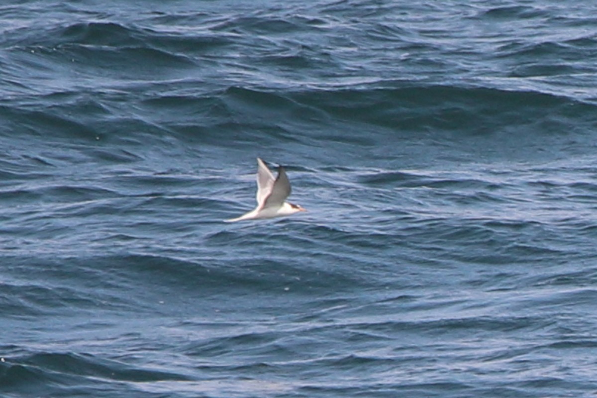 Arctic Tern - ML622800030