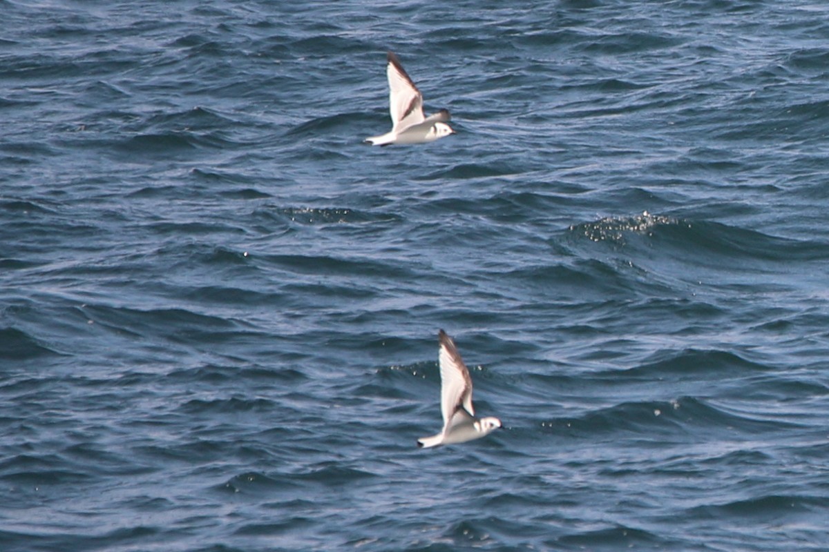 Gaviota Tridáctila - ML622800051