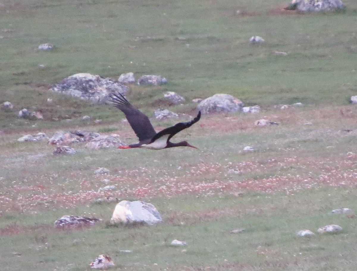 Black Stork - Nayib Hamdoun