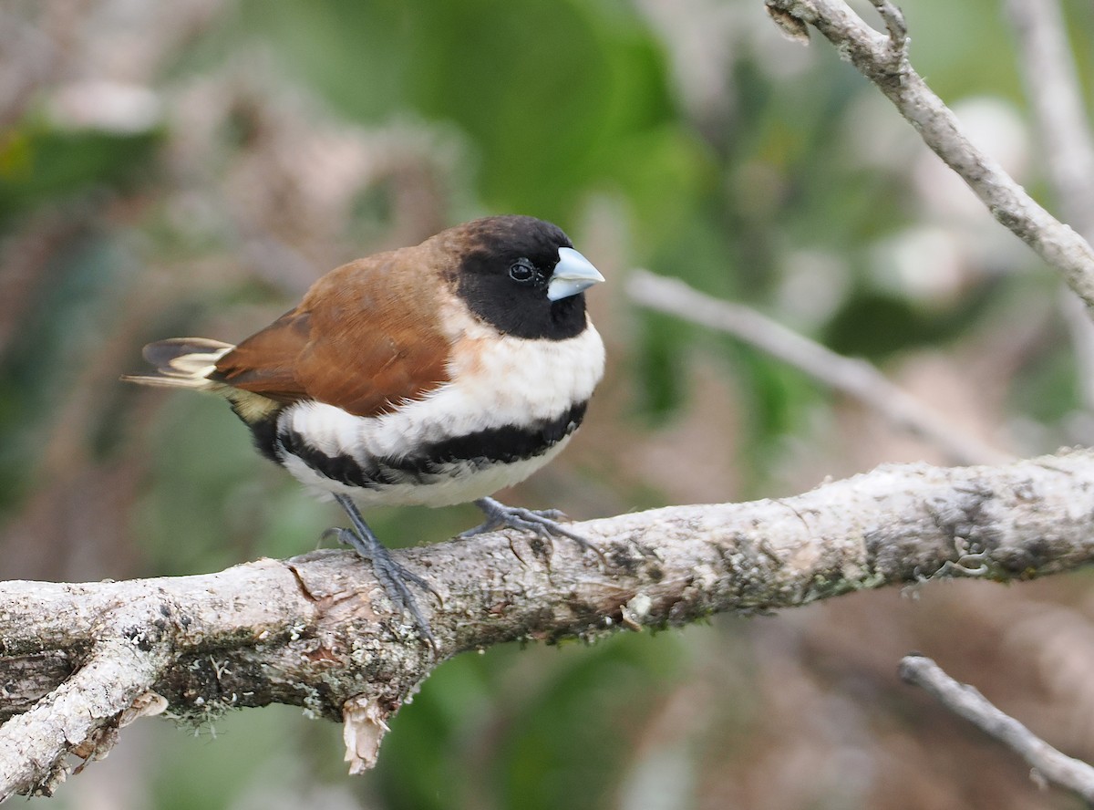 Alpine Munia - ML622800089