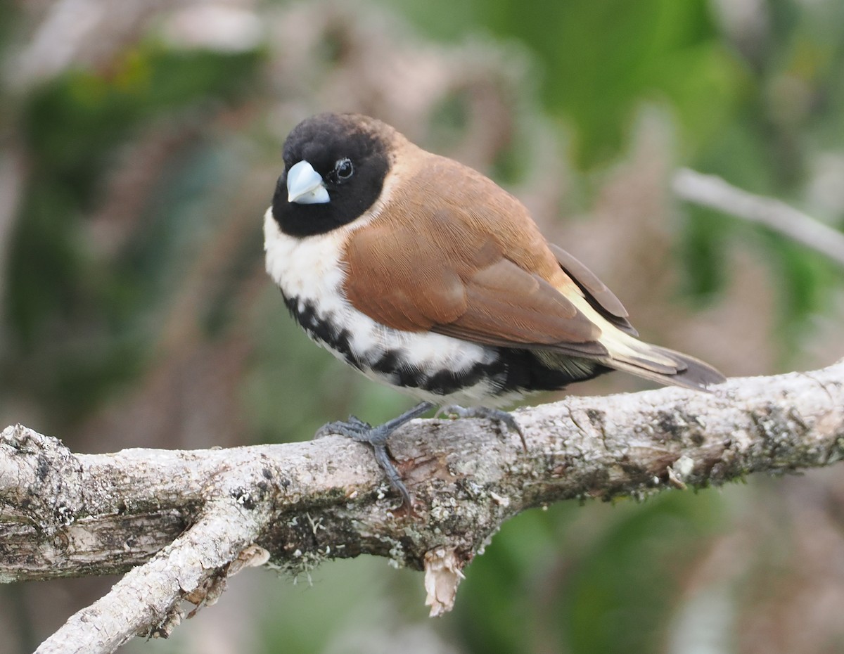 Alpine Munia - ML622800090