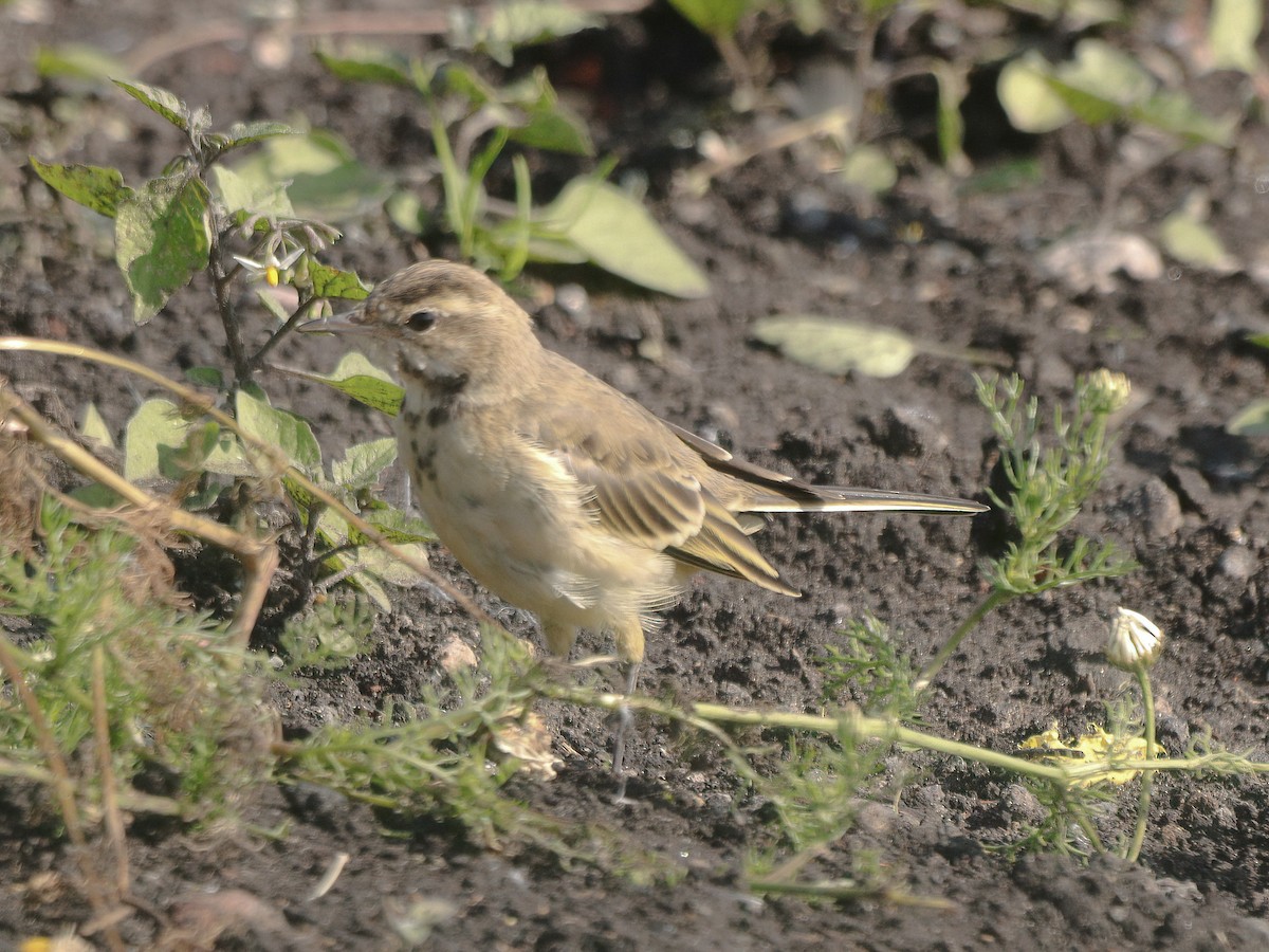 Western Yellow Wagtail - Andrew Pryce