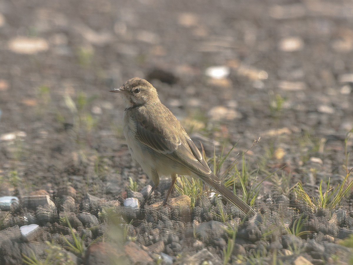 Western Yellow Wagtail - Andrew Pryce