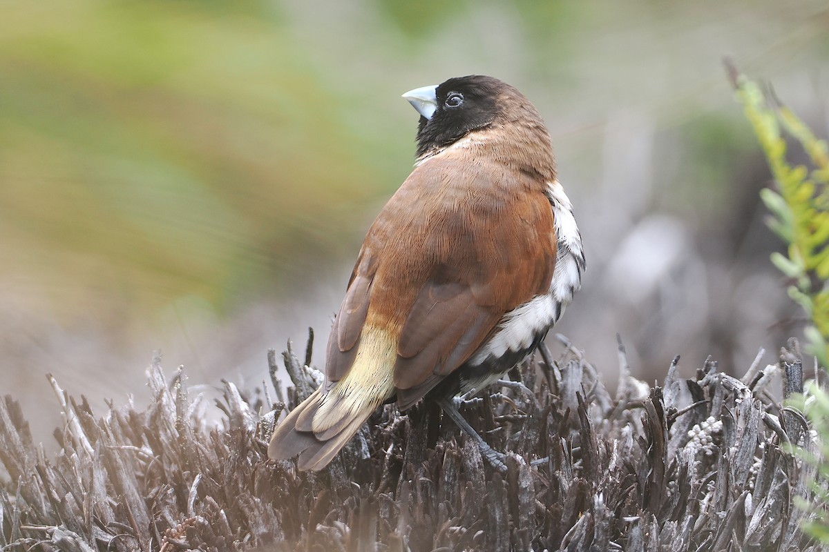 Alpine Munia - ML622800101