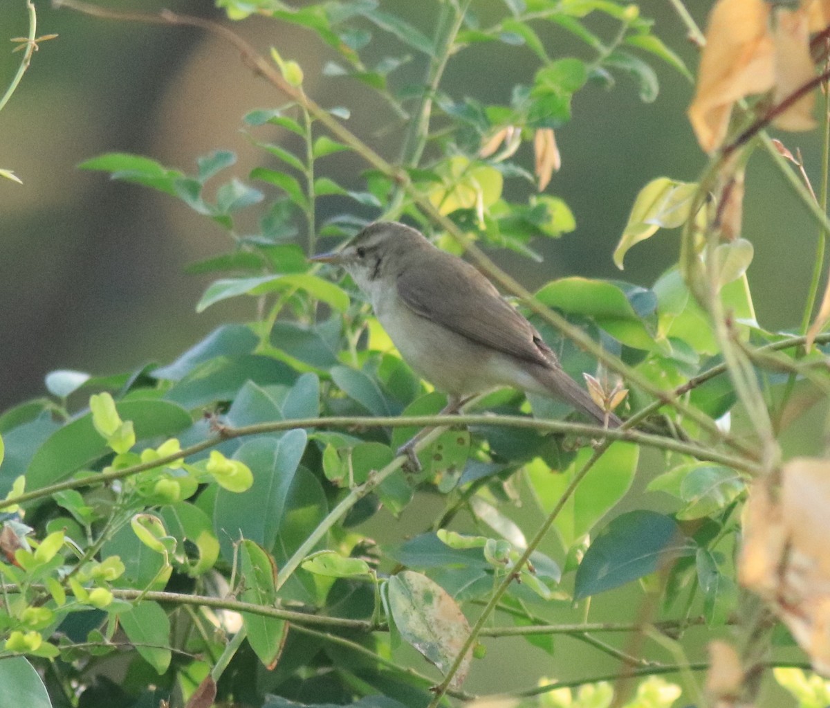 Blyth's Reed Warbler - Afsar Nayakkan