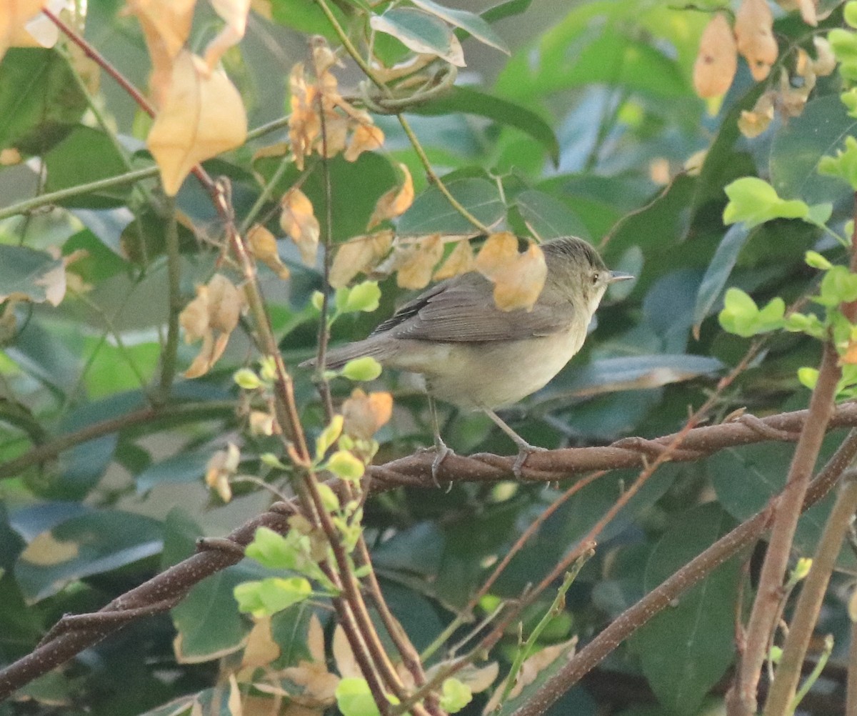 Blyth's Reed Warbler - Afsar Nayakkan