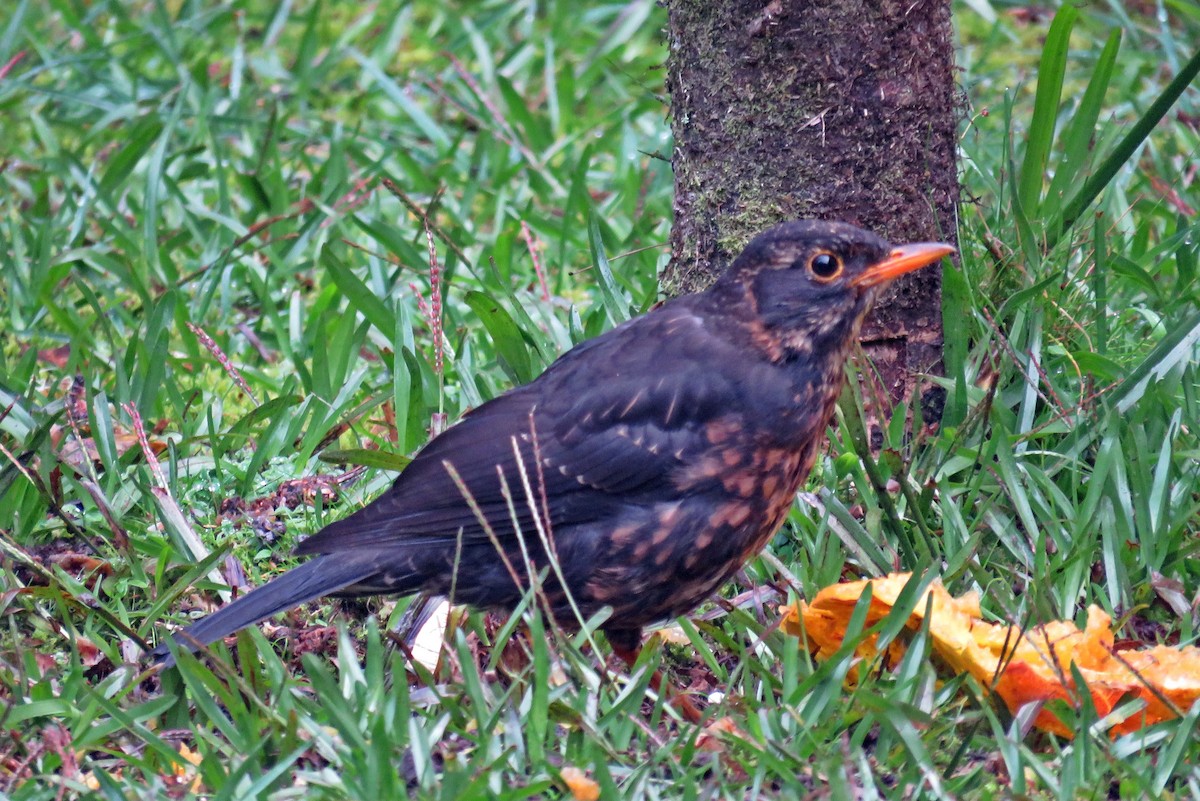 Island Thrush (Papuan) - ML622800119