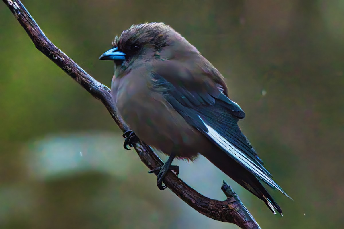 Dusky Woodswallow - Alfons  Lawen