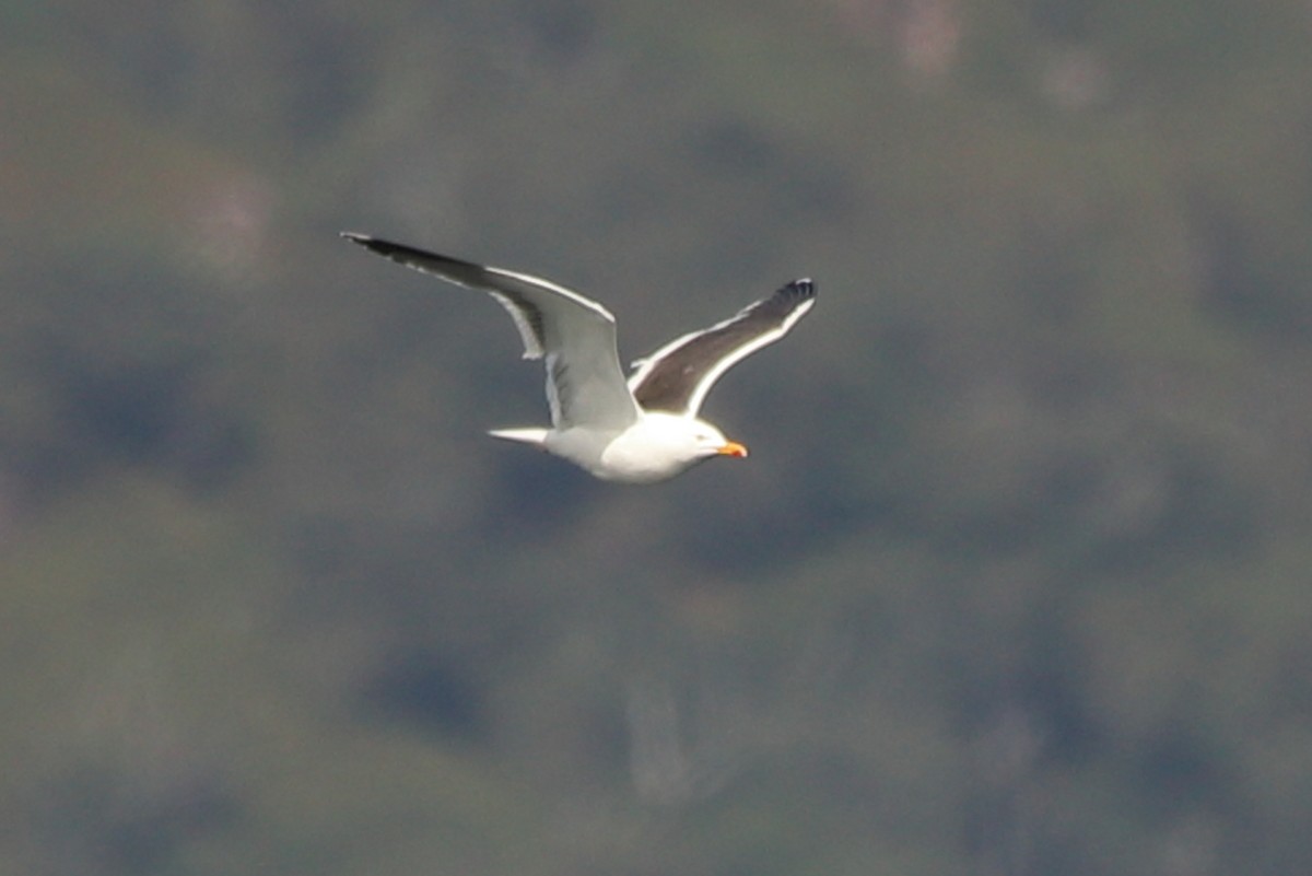 Gaviota Sombría - ML622800121