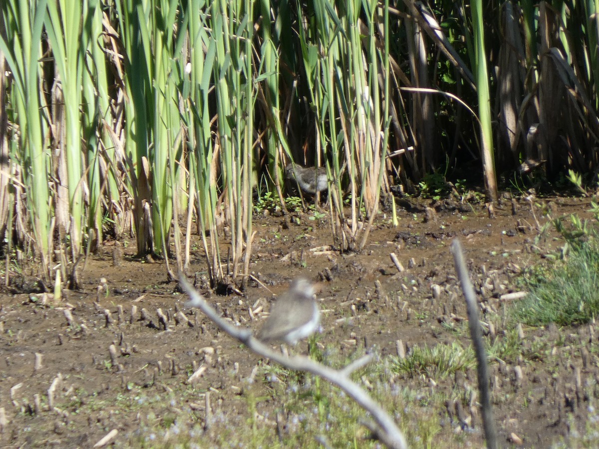 Spotted Sandpiper - A. Nicholson