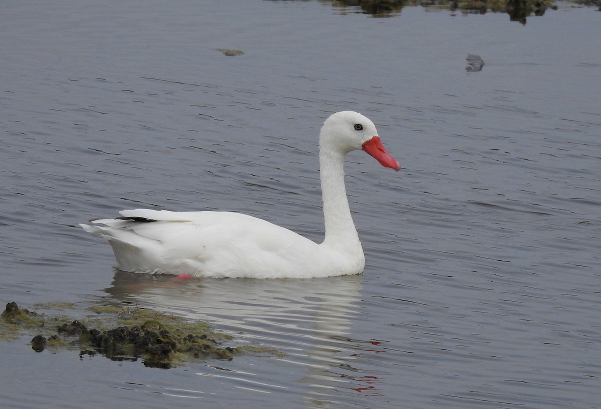 Coscoroba Swan - ML622800180