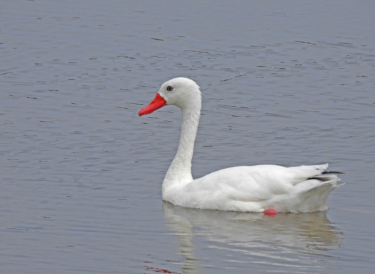 Coscoroba Swan - ML622800181