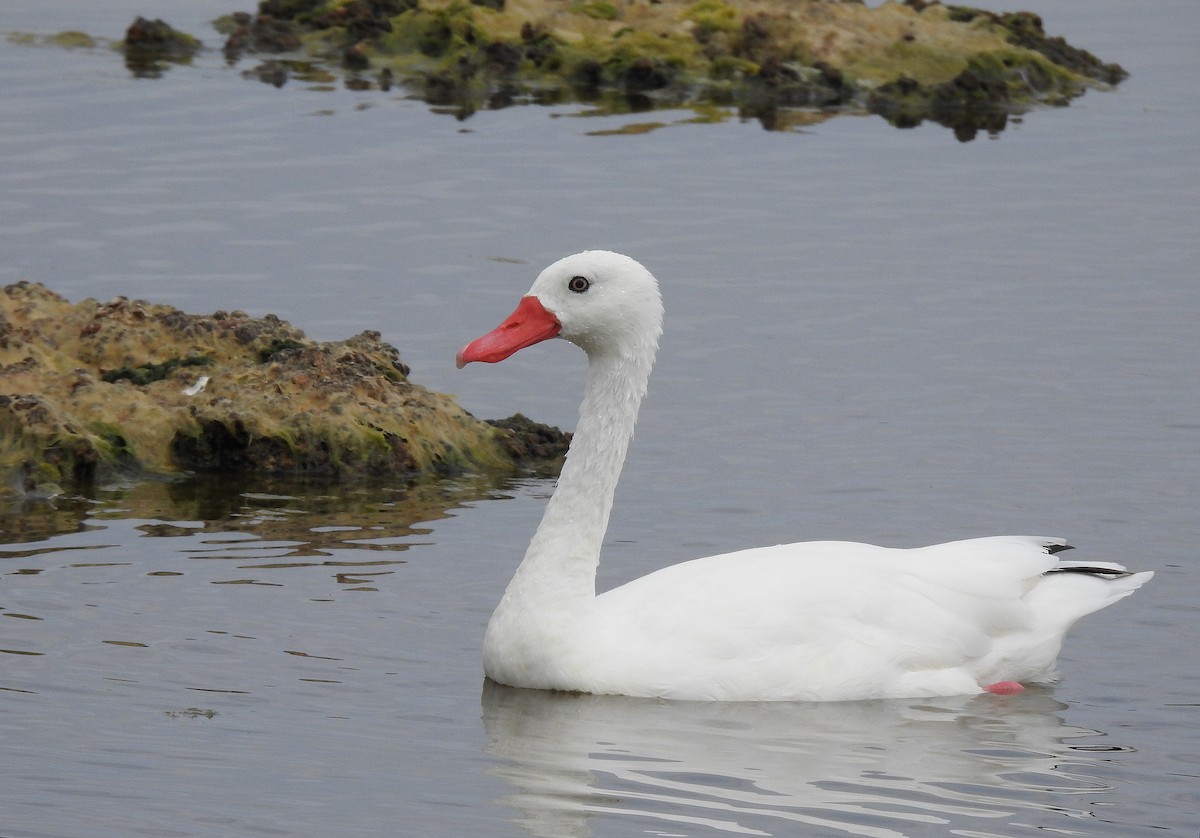 Coscoroba Swan - ML622800182