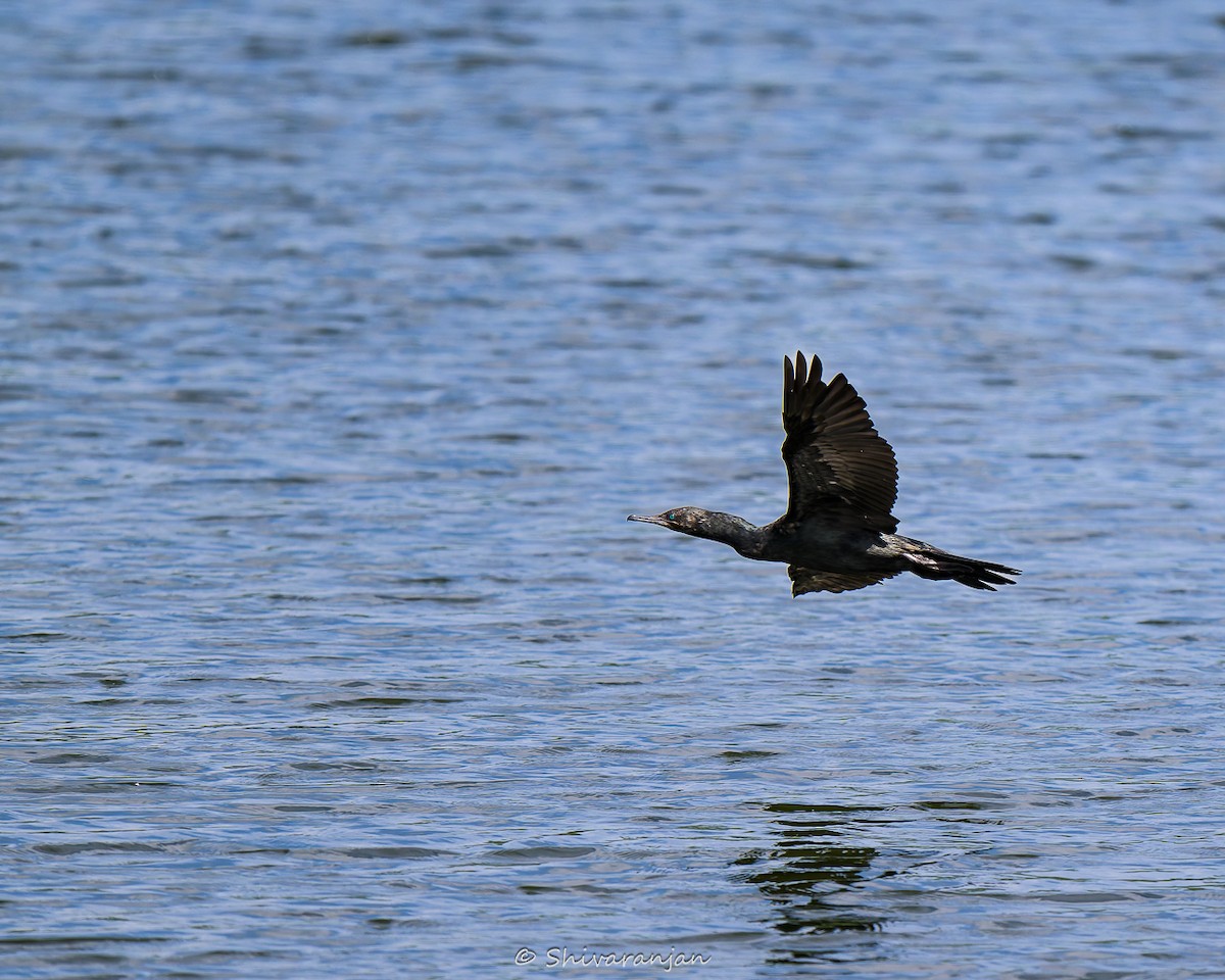 Indian Cormorant - Shivaranjan Bhoopathy