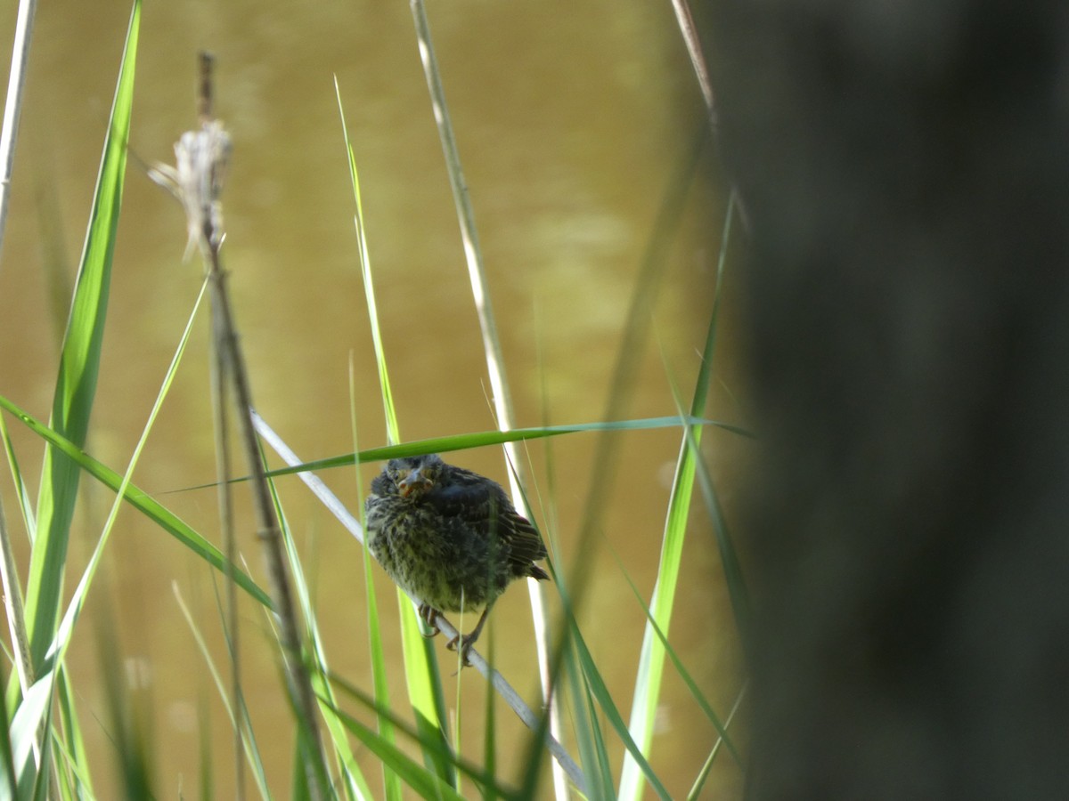 Red-winged Blackbird - A. Nicholson