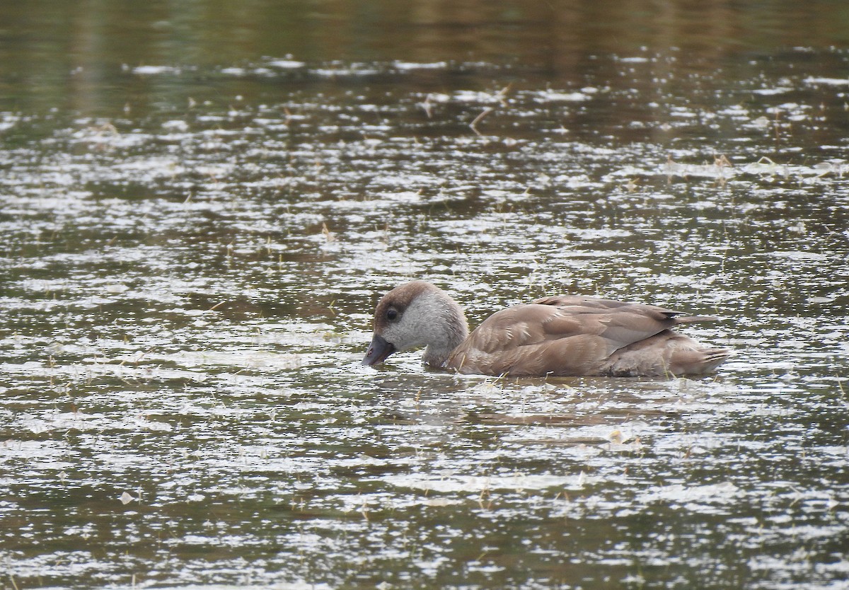 Red-crested Pochard - ML622800188