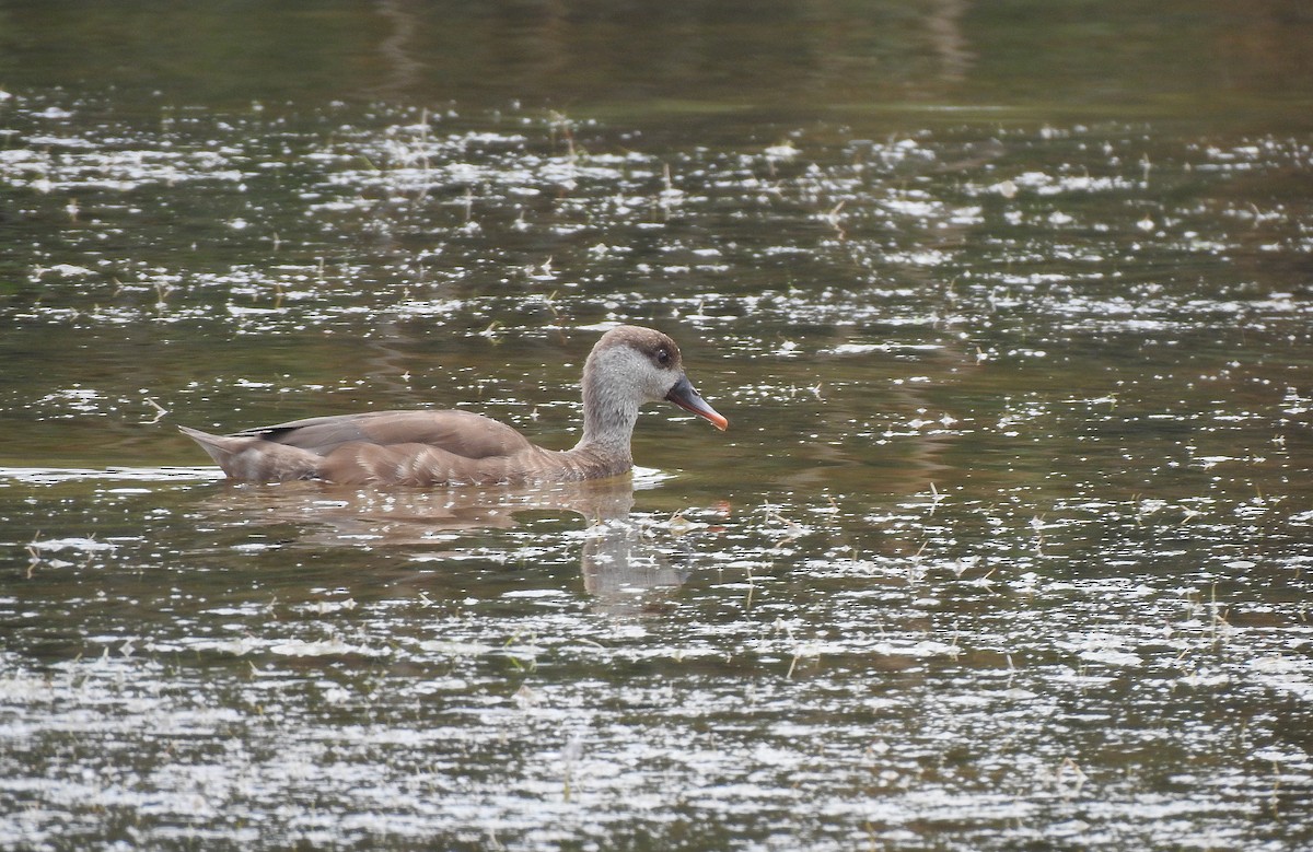 Red-crested Pochard - ML622800189