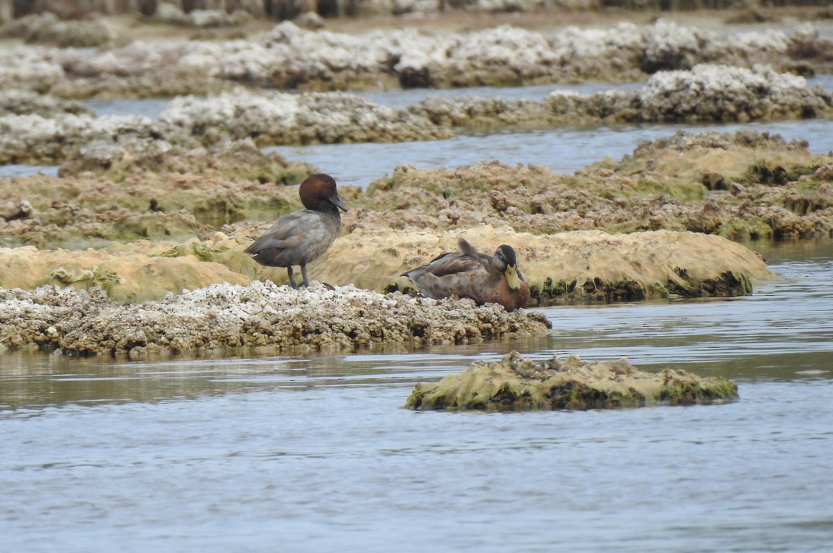 Common Pochard - ML622800199