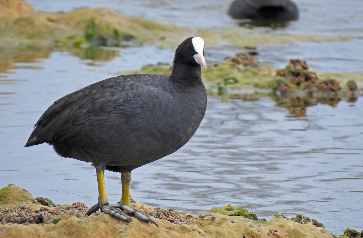 Eurasian Coot - ML622800205