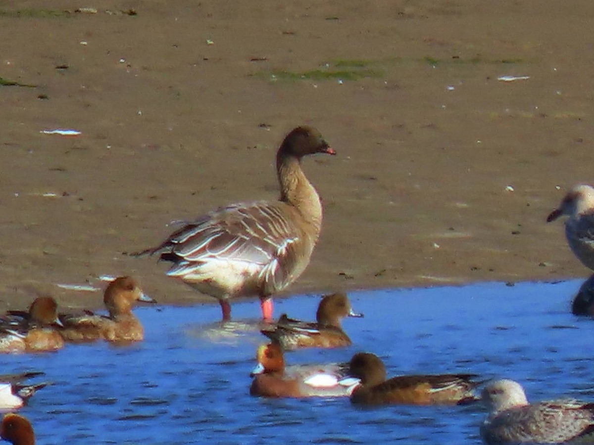 Pink-footed Goose - ML622800213