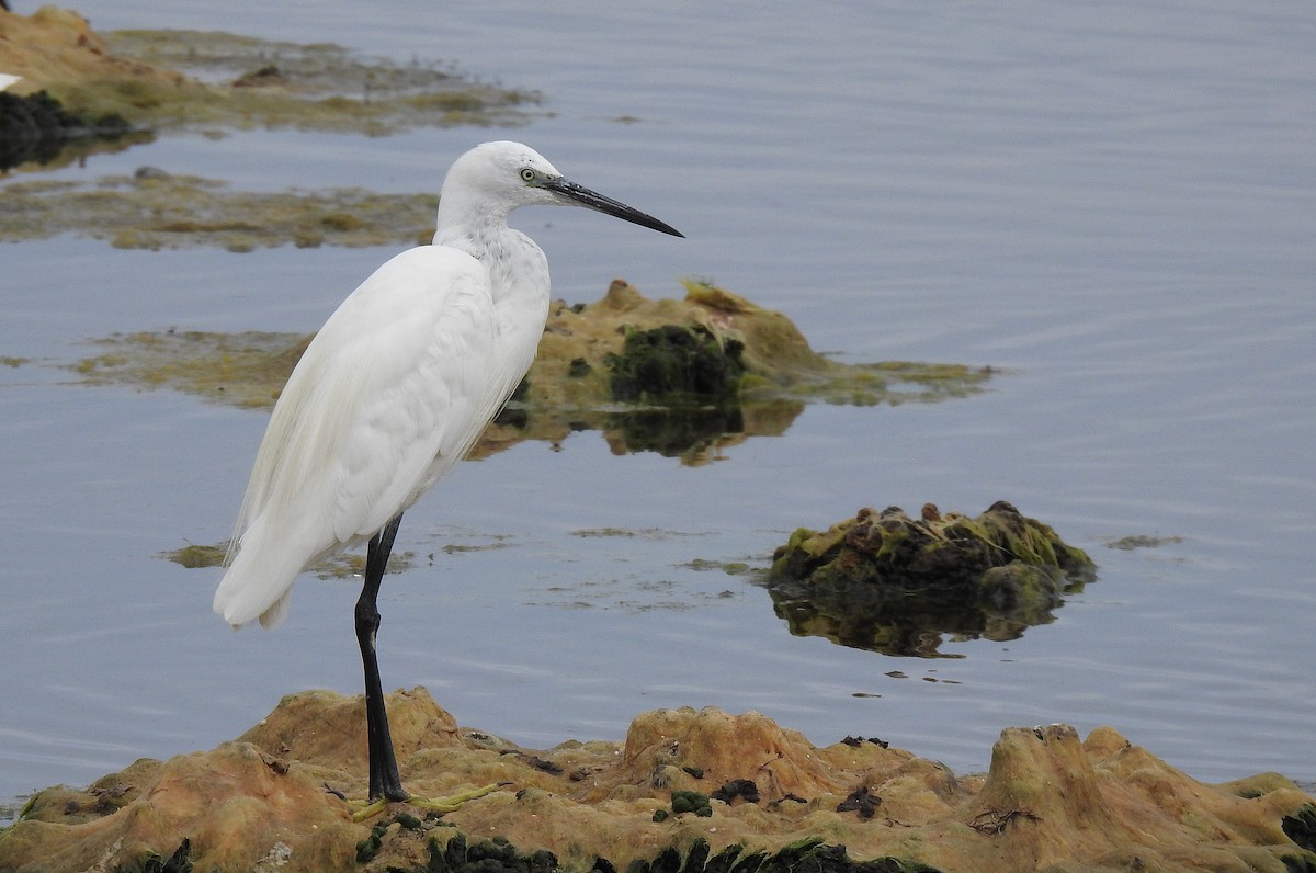 Little Egret - ML622800215