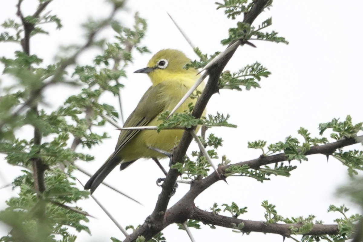 Northern Yellow White-eye - ML622800237