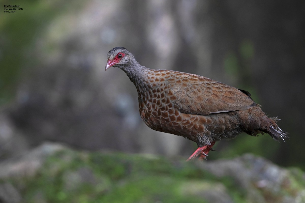 Red Spurfowl - ML622800247