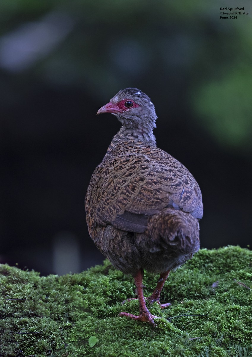 Red Spurfowl - ML622800248