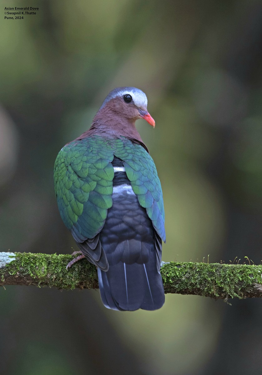 Asian Emerald Dove - ML622800253