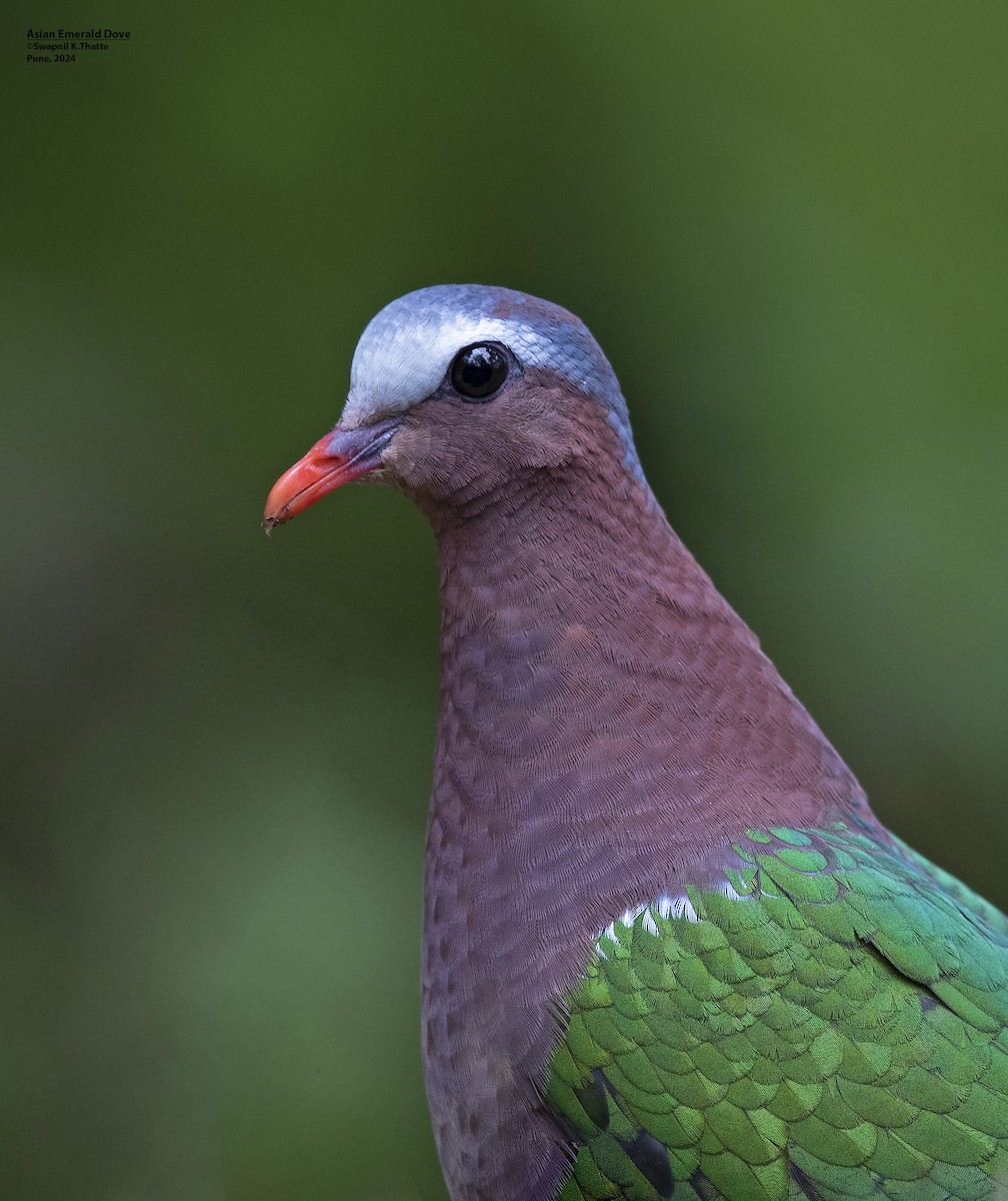 Asian Emerald Dove - ML622800254