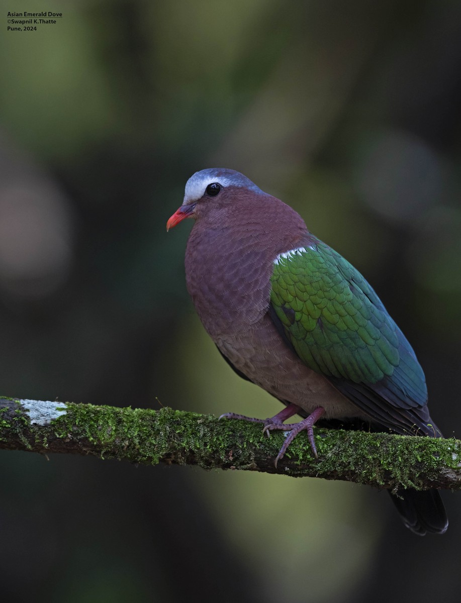 Asian Emerald Dove - ML622800255