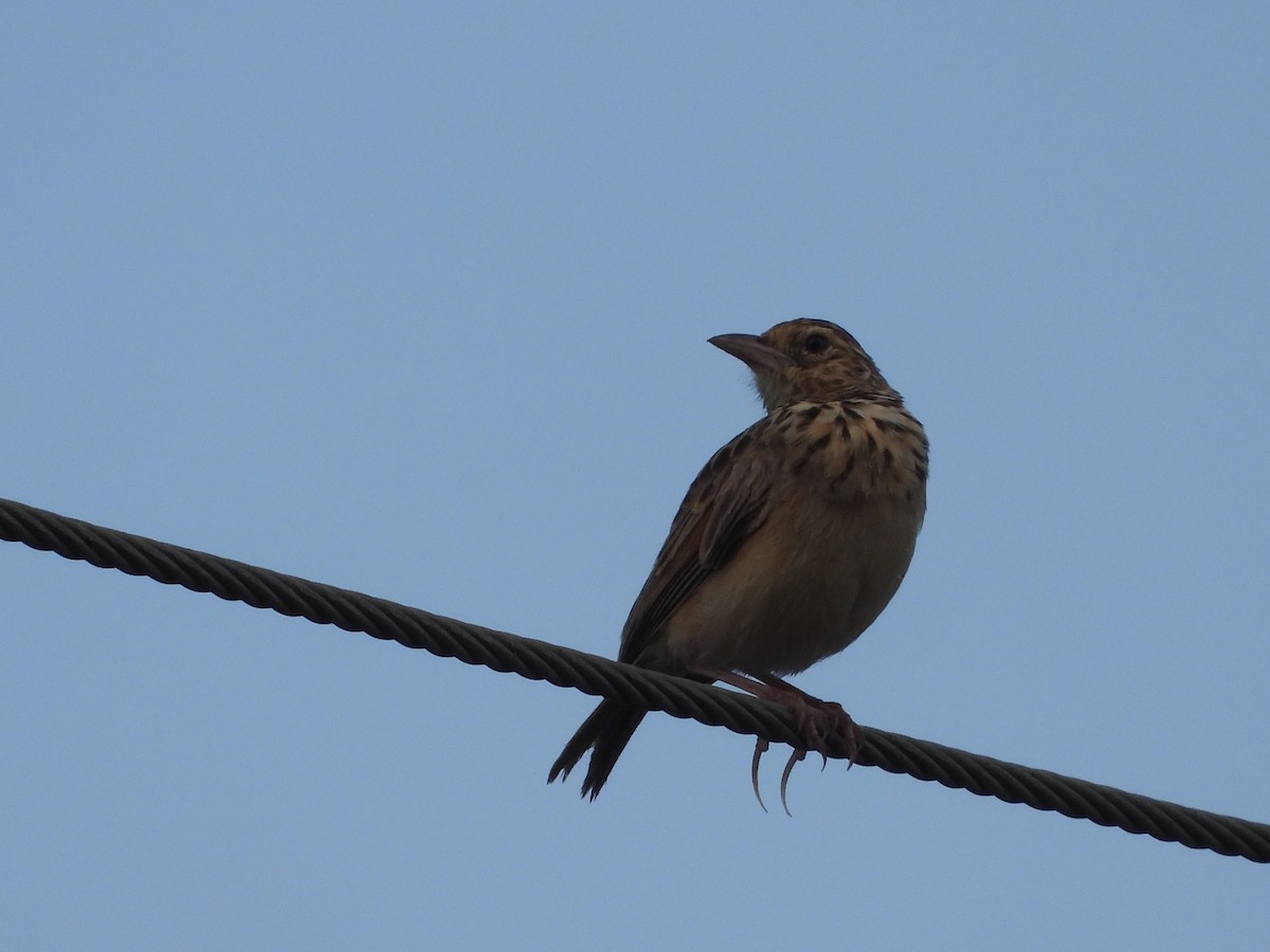 Jerdon's Bushlark - ML622800258