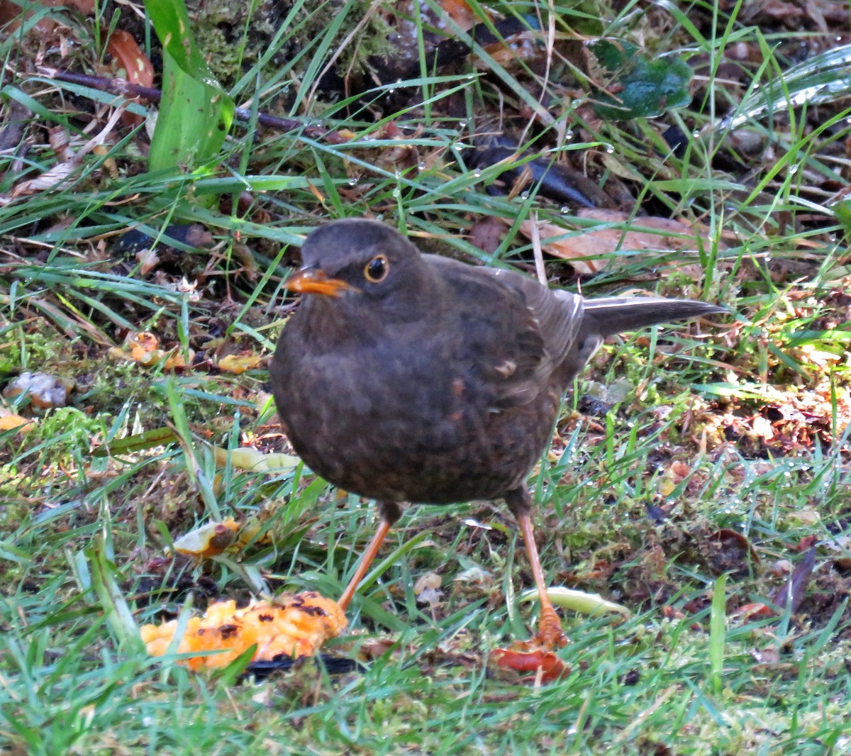 Island Thrush (Papuan) - ML622800262