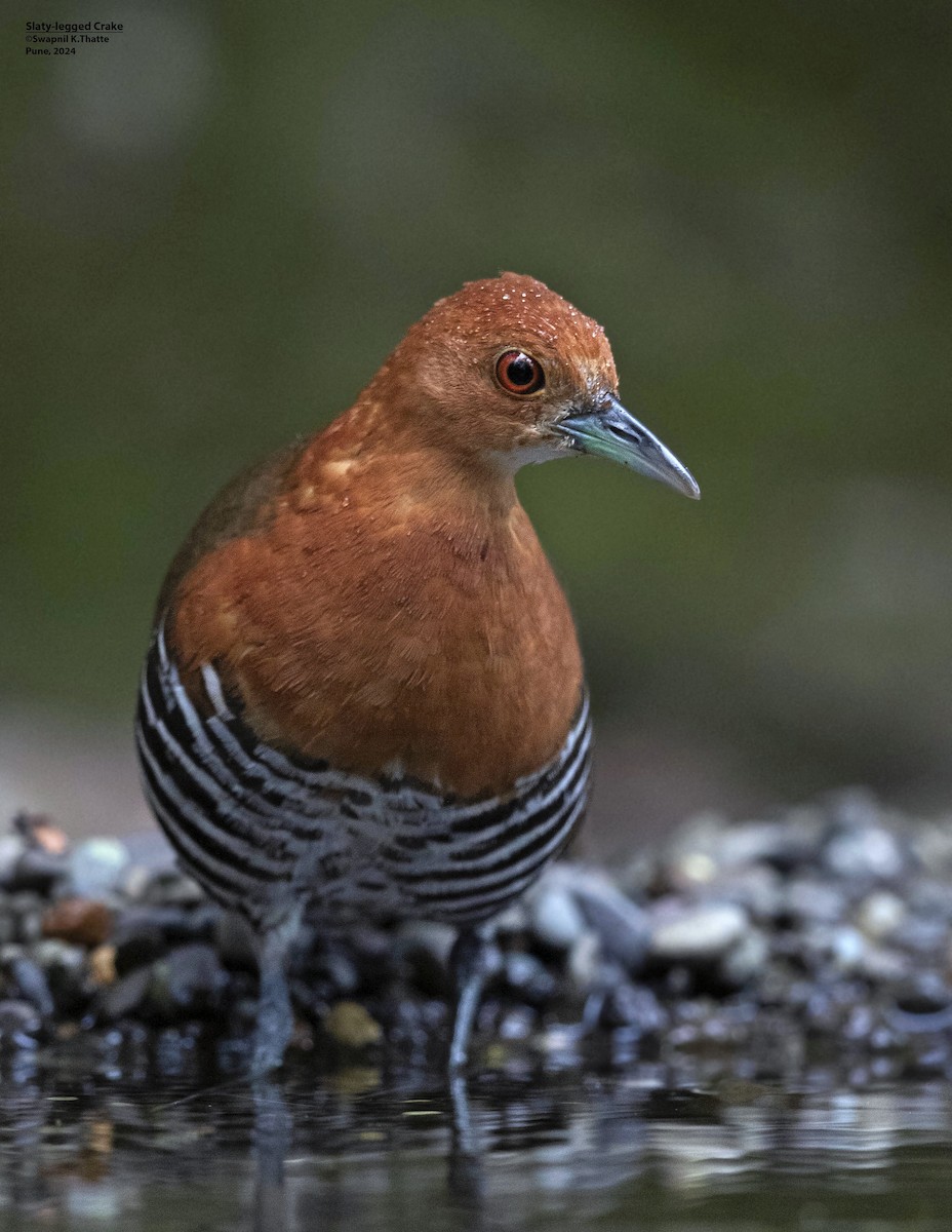 Slaty-legged Crake - ML622800263