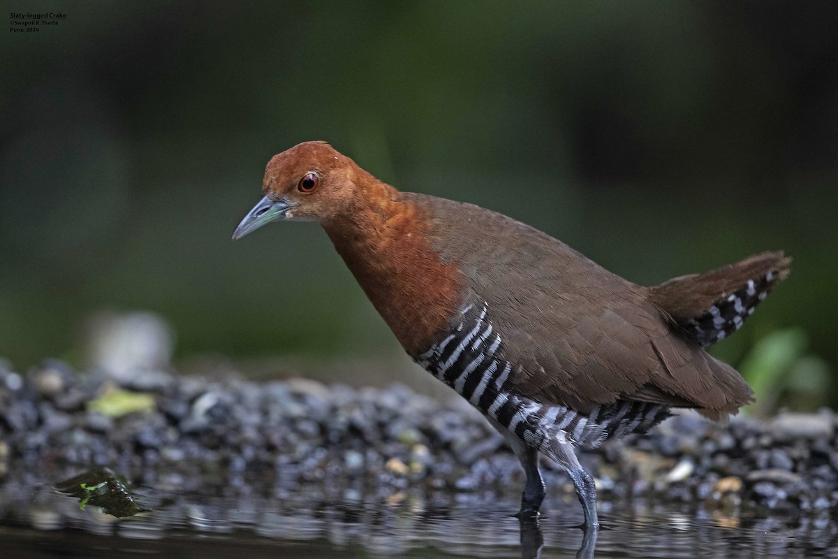 Slaty-legged Crake - Swapnil Thatte