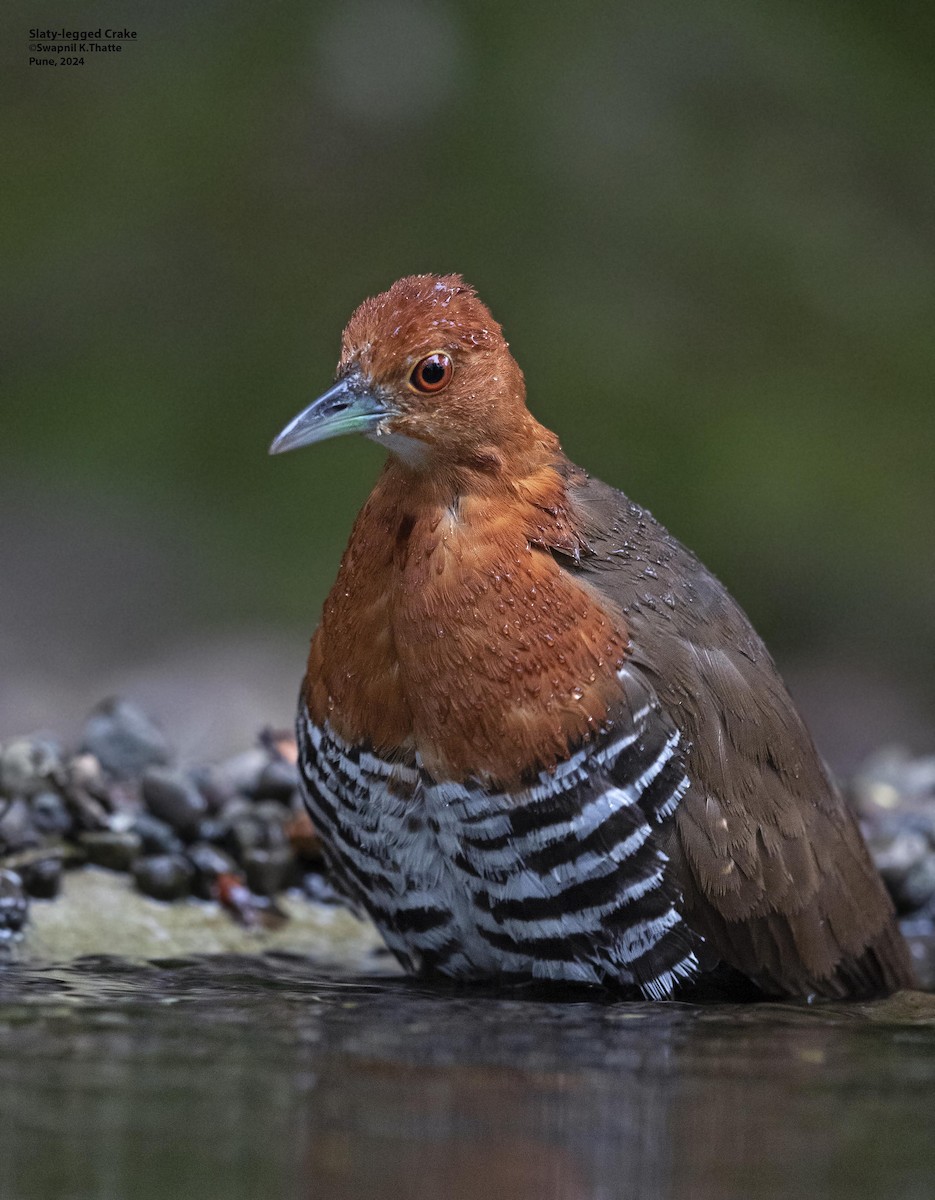 Slaty-legged Crake - ML622800265