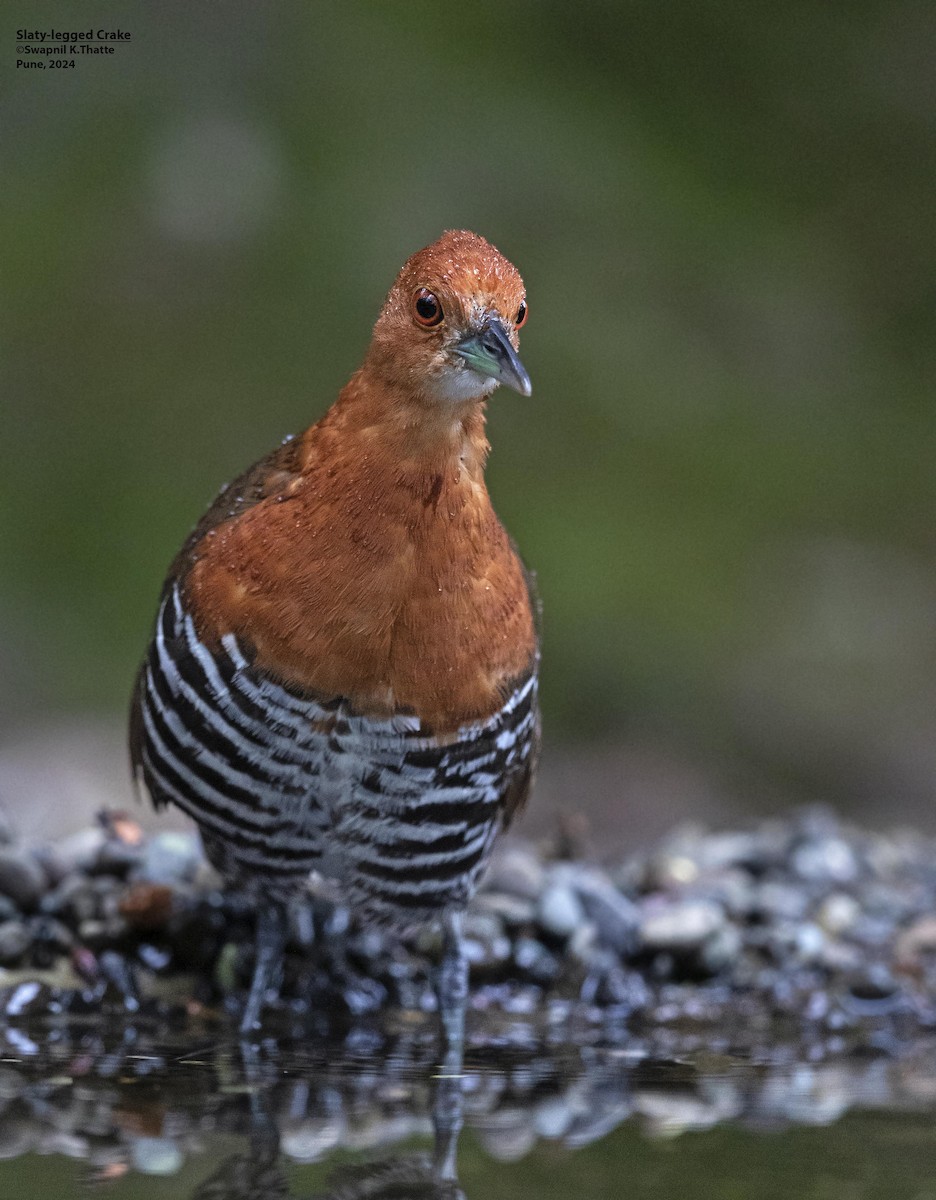 Slaty-legged Crake - Swapnil Thatte