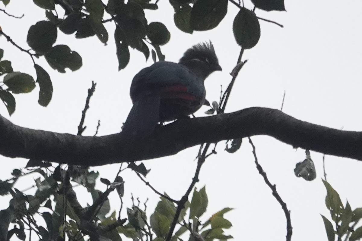 Black-billed Turaco - Rainer Ruess