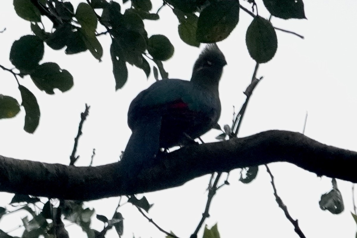 Black-billed Turaco - Rainer Ruess