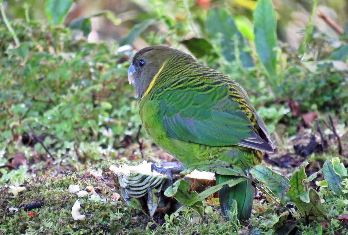 Brehm's Tiger-Parrot - ML622800270