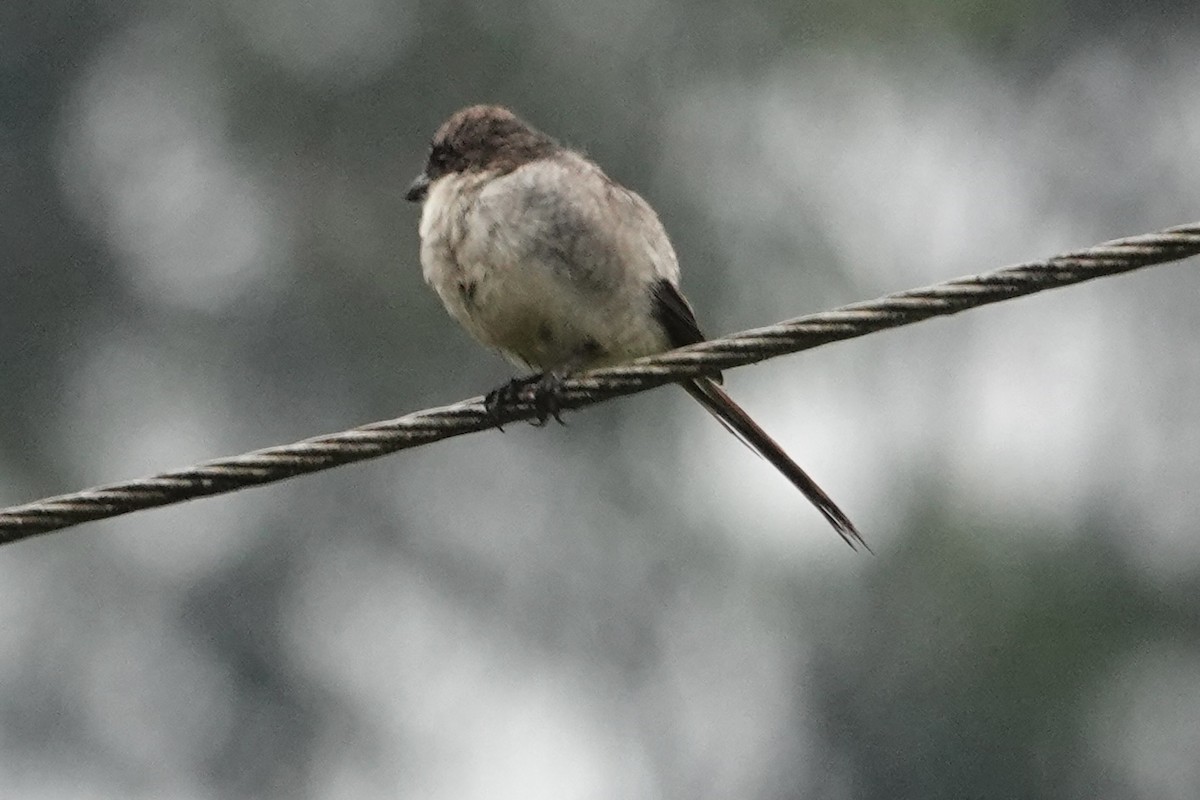 Mackinnon's Shrike - ML622800278