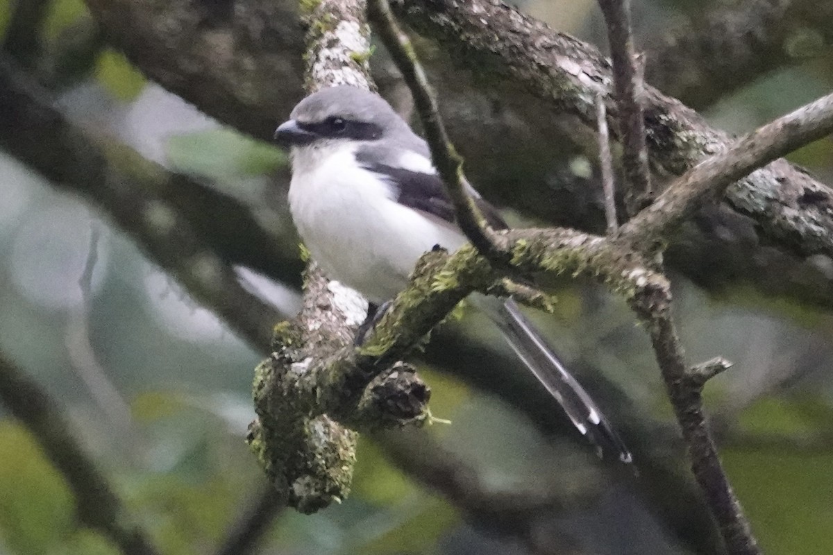 Mackinnon's Shrike - ML622800279