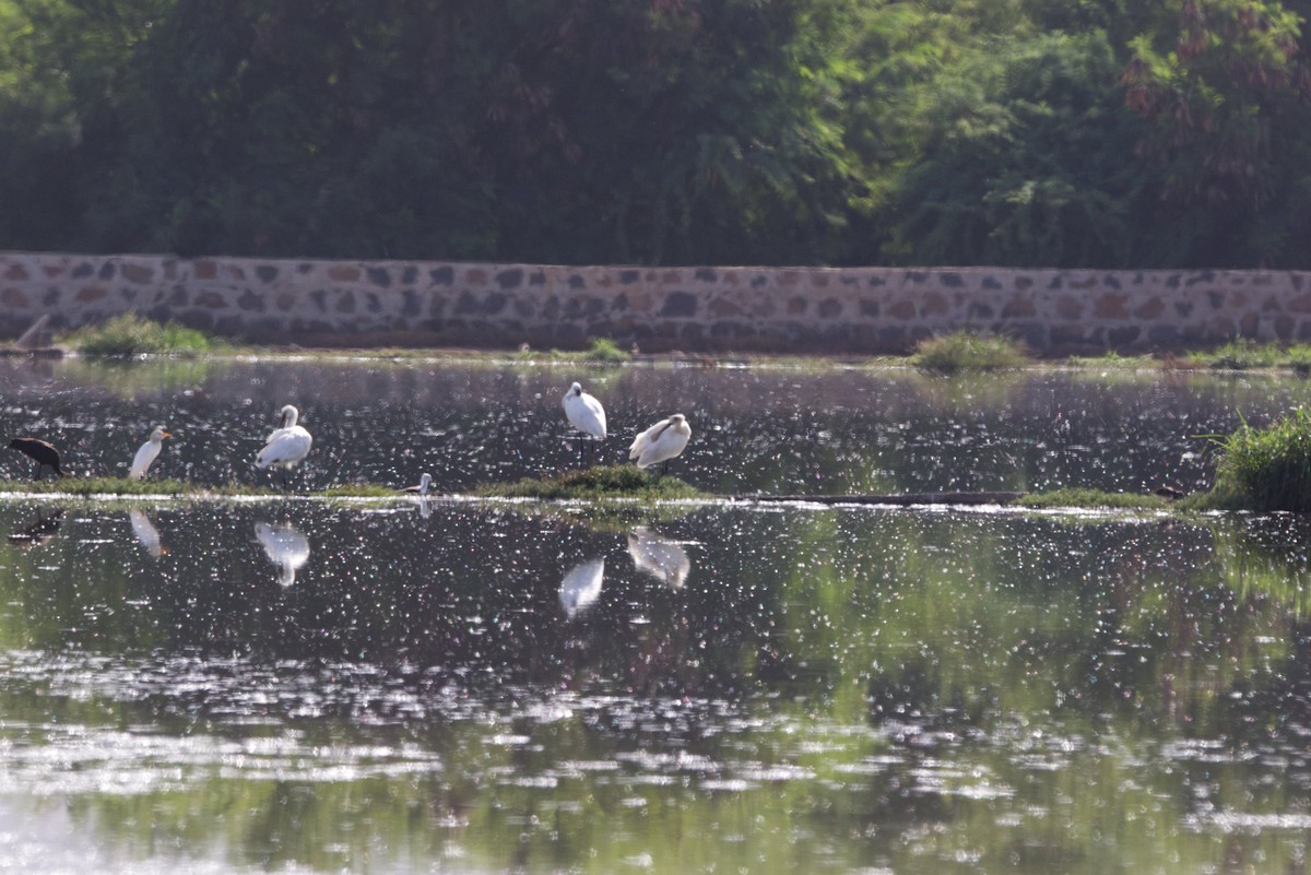 Eurasian Spoonbill - ML622800280