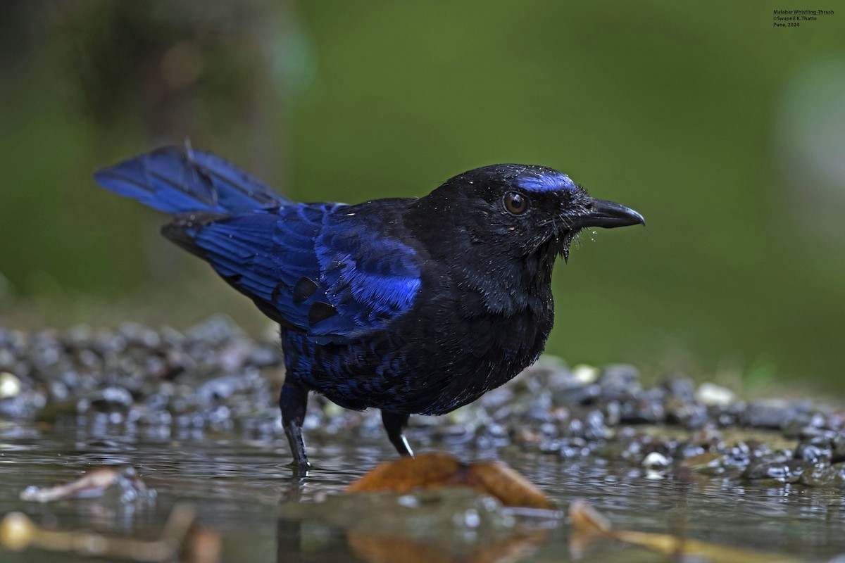 Malabar Whistling-Thrush - ML622800285