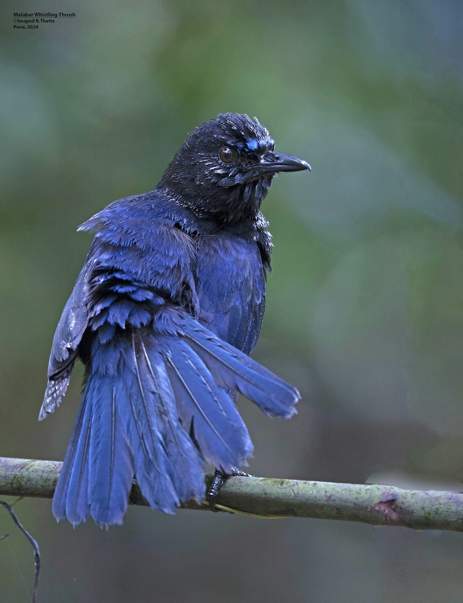 Malabar Whistling-Thrush - ML622800286