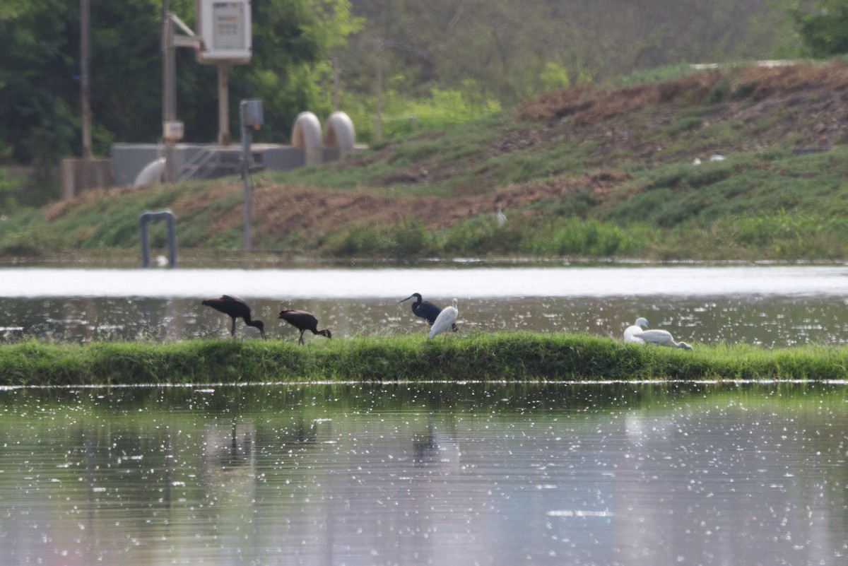 Western Reef-Heron - ML622800295