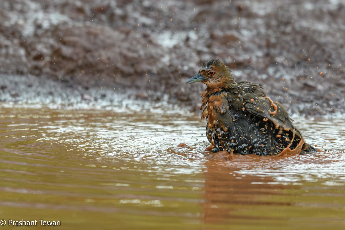 Slaty-legged Crake - ML622800296