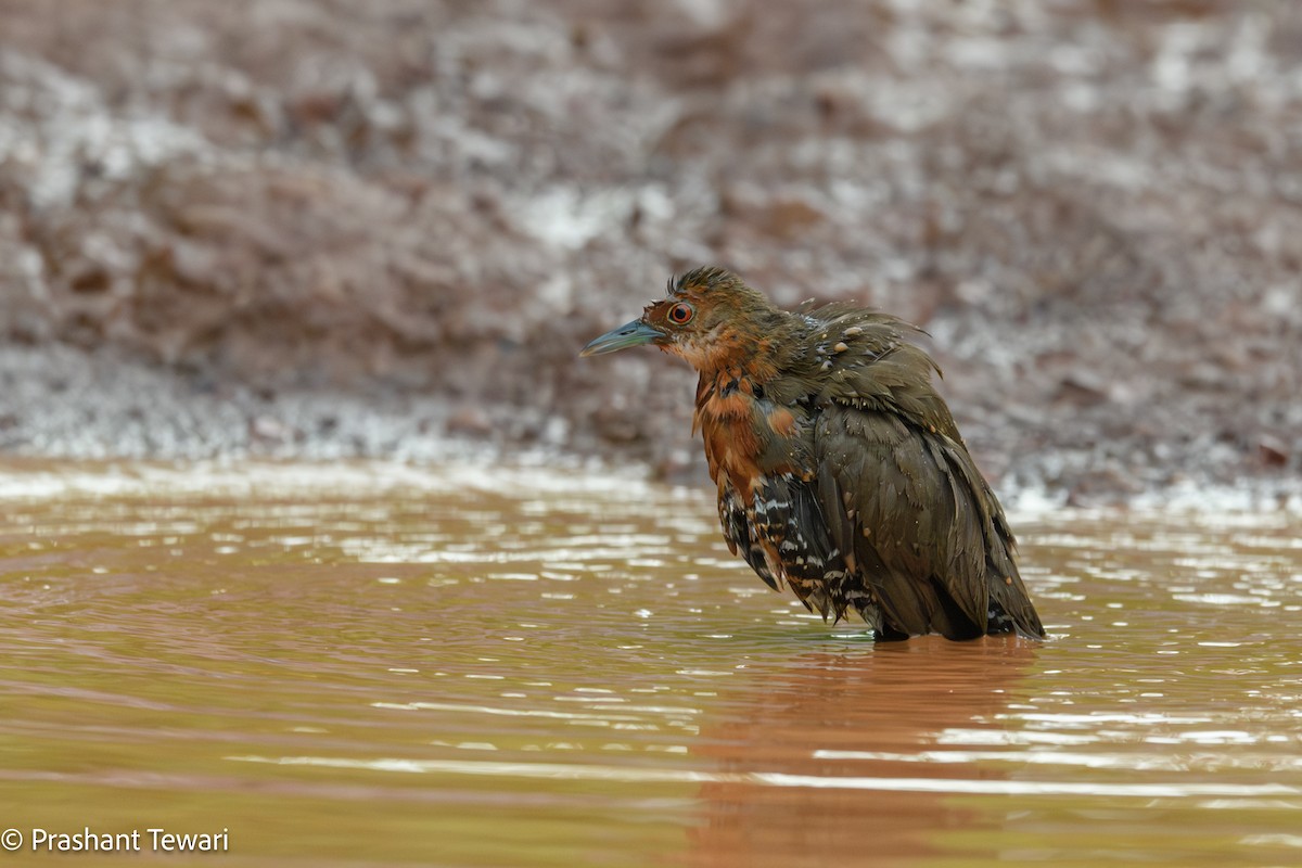 Slaty-legged Crake - ML622800297